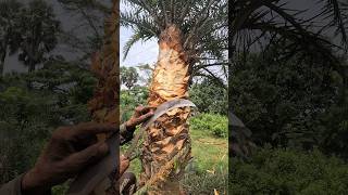 Palm trees are harvested for juice nature youtubeshorts [upl. by Noirb132]