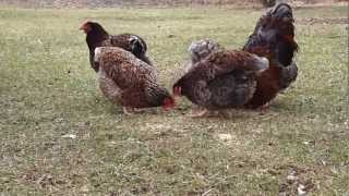 Blue Laced Red Wyandotte Chickens [upl. by Draude268]