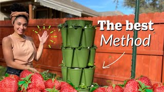 How to Grow a Years Worth of Strawberries [upl. by Anastos]