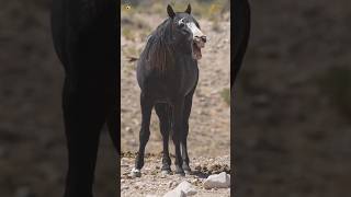 Horse Sounds Neighing [upl. by Anattar]