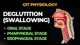 Deglutition Swallowing And its Reflex  Gastrointestinal Physiology  By Muneeb [upl. by Carrick]