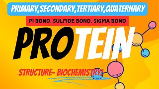 PROTEIN STRUCTURE PRIMARY SECONDARY TERTIARY QUATERNARY AND BONDS Biochemist cornerI MsBiochemist I [upl. by Ninetta832]