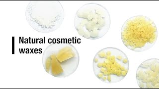 Natural cosmetic waxes [upl. by Oballa]