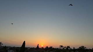 Crows Flying into the October Sunset 100924 🐦‍⬛🐦‍⬛🐦‍⬛🌅 [upl. by Ecnarolf]