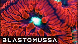 The Ultimate Blastomussa Coral Care Video [upl. by Nauqe]