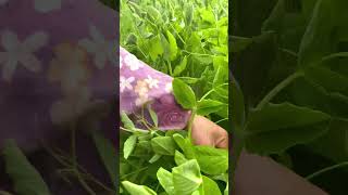 Smart machine harvests lettuce in the US sonlv harvest [upl. by Leggat372]