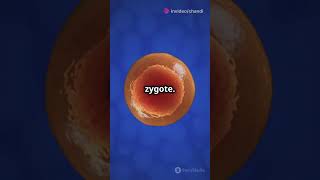 How fertilisation in humans works biology science youtube zoology fertilisation reproduction [upl. by Marlea368]