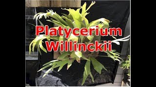 How to Identify a Platycerium Willinckii [upl. by Kerwon]