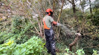 Pollarding an Overgrown Fallen Willow Tree [upl. by Sydel]