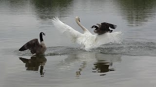 Swan attack  Geese protect their chicks [upl. by Atiuqihs845]