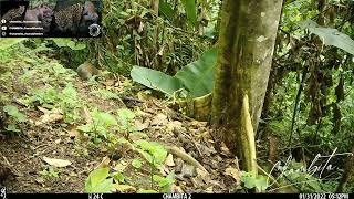 GUATUSA GUATUSO faunaecuatoriana conservacionecuador guatusaysucria ecuadorsalvajefyp [upl. by Alyal]