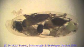 Under Microscope Unique Aquatic Wasp Prestwichia aquatica  Parasitoid of Water Beetles Under Water [upl. by Madian]