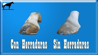 Herrar o No Herrar A Los Caballos Ventajas y Desventajas🐴Del Cerro Soy [upl. by Noami]