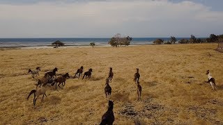 SUMBA  STAMPEDE WILD HORSES [upl. by Ck544]