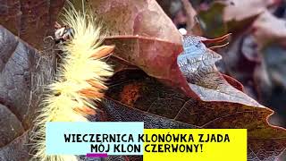 Wieczernica klonówka  Acronicta aceris  czyli co mi zjada czerwony klon w ogrodzie [upl. by Ettenav201]