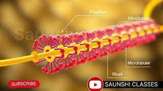 LOCOMOTION IN PROTOZOA💥💥Phylum Protozoa [upl. by Faden]