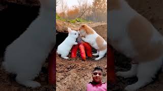 rabbit dog cute pets 283 puppy babymonky funnyanimal sonusingh [upl. by Decca972]