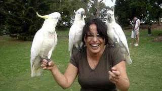 EXOTIC BIRDS — PT 2  Cockatoos  Sydney Botanic Gardens  Part 2 [upl. by Wake936]