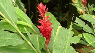 Alpinia purpurata K Schum [upl. by Brookhouse]