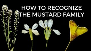 Learn to Identify Plants  BRASSICACEAE Mustard Family [upl. by Aihseyn825]