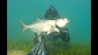 ΨΑΡΟΝΤΟΥΦΕΚΟ Ελλάδα  Φθινόπωρο 2024  Spearfishing Autumn 2024  Greece [upl. by Chadd553]