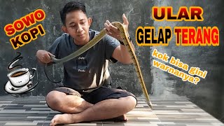 ULAR GELAP TERANG  SI ULAR SOWO KOPI [upl. by Leavy]