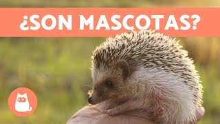 ERIZO como MASCOTA 🦔 ¿Es CORRECTO ¿Qué CUIDADOS necesitan [upl. by Katzman]