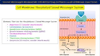 Adenylyl CyclasecAMP Cell membrane Phospholipid 2nd messenger System Chapter 75 part 7 Guyton [upl. by Elyr460]