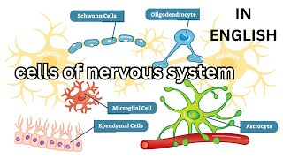 cells of nervous system Neuroglia Oligodendrocytes Astrocytes Microglia Ependymal Schwann Satellite [upl. by Acined]