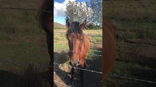 CAVALO PERTO DA CERCA E PÁSSAROS FAZENDO BARULHO NO PASTO natureza [upl. by Adle]