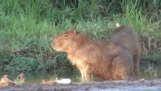 CAPIVARA no cio HYDROCHOERUS HYDROCHAERIS CAPYBARA NA TRILHA DO PORCOCAPIVARA [upl. by Eanore]