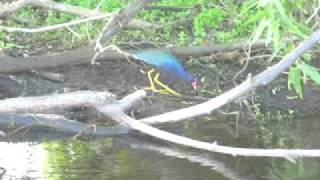 Purple Gallinule in the St Johns marsh [upl. by Aramoy450]