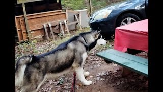 Malamute Attacks To Protect Us While Campinglmbo Episode 19 [upl. by Mella201]