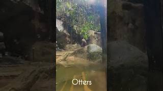 Otters  Lost World Of Tambun Ipoh otter zoo animals wildlife wildanimals shorts [upl. by Assenyl]