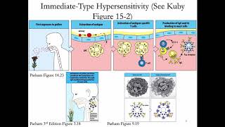 Immunology Lecture 30 Hypersensitivity Allergy 1 [upl. by Novyad]