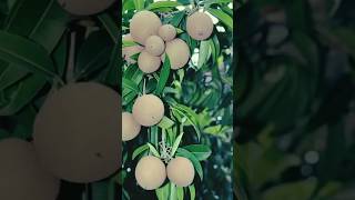 Sapota tree with fruit  Sapodilla  Chickoo  Nose berry lamoot [upl. by Goldshell]