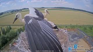 Storchennest Hungen  Das sieht schon sehr gut aus Schöne Flügelübungen  27062024 [upl. by Llenaj]