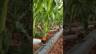 Furrow irrigation system It works well on big farms with less slope [upl. by Dobson410]