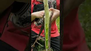 Very Big Bamboo Shoot Dig amp Peelfarming amazing bamboo viral fruitwildlife farmlife [upl. by Cohligan]