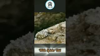 Viper Snake with Spider Tail shorts facts [upl. by Hibben]