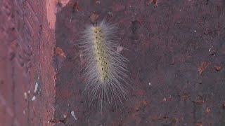 Fuzzy caterpillars all over Houston have many worried about their trees [upl. by Nerraw]