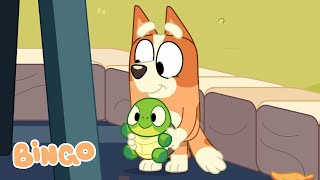 Bingo and Turtleboy 🐢 🧡  Season 3 Highlight  Turtleboy  Bingo  Official Channel [upl. by Oliric871]