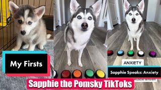 Sapphie the Pomsky New TikTok Videos  Best of Sapphie the Pomsky Videos Compilation [upl. by Gershon581]