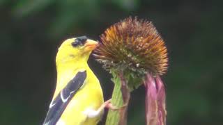 American Goldfinch Eating Echinacea Seeds [upl. by Nea]