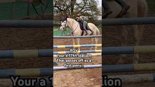 First pony No Ace the 17hh stallion horse equestrian showjumping horselover horsegirls ace [upl. by Nimar]