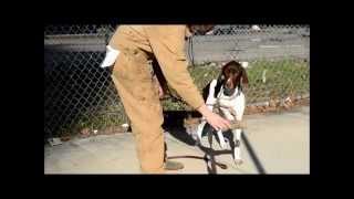 Dog Training Teach Pointer to Point [upl. by Ellevart]