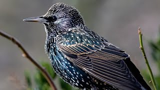 Starling Call  Starling sounds  Starling singing  Starling chirping [upl. by Ennaeiluj460]