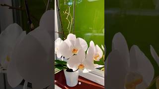 Phalaenopsis amabilis♥️ phalaenopsis flower flowers flowerpot myflowers [upl. by Ayote]