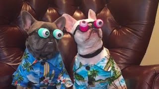 Funniest French Bulldogs 🤣  BEST Compilation 2023 [upl. by Mullac345]