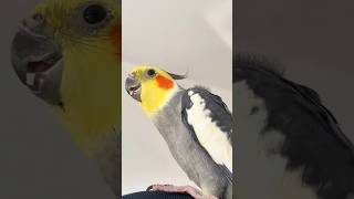 Cocktail birds besr singing song cocktail birds viralsound singingsong viralvideo viralshort [upl. by Suilenrac]